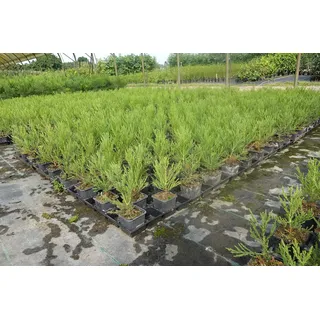 3st. Mammutbaum 25-40cm Sequoiadendron giganteum Riesenmammutbaum Mammutbäume