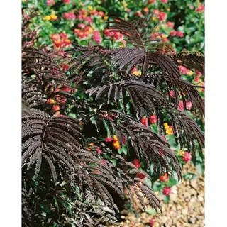 Pflanzen Für Dich Albizia Julibrissin Eveys Pride' C 20 200–250