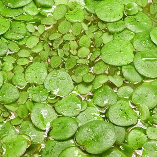Teichpflanzen Set: Schwimmpflanzen für Teiche bis 1000L - 2x in vitro XL | 1x Südamerikanischer Froschbiss, 1x Kleinohriger Schwimmfarn im 8,5-cm-Becher - Limnobium laevigatum und Salvinia auriculata
