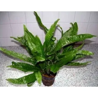 1 Javafarn Mutterpflanze XXL 30-40 cm, für Ihr Aquarium, Microsorium, Barschfeste Wasserpflanzen für das Aquarium, Aquarienpflanzen