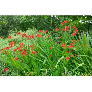 Pflanzen für Dich Staude Crocosmia crocosmiiflora Lucifer, 1 St., Montbretie, Garten-Montbretie rot