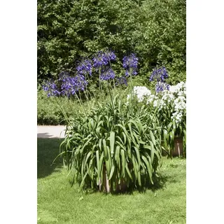 Pflanzen Für Dich Agapanthus africanus, blau Ca 9x9 cm Topf