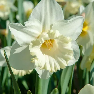 Plant in a Box - Narzissenzwiebeln - 30 Stk - Narcissus 'Mount Hood' - Blumenzwiebeln - Weiß