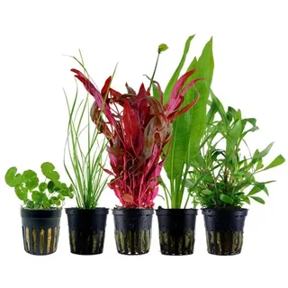 Aquaone Wasserpflanze Pflanzen Set mit 5 Hintergrund Wasserpflanzen Nr.119