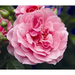 Kletterrose 'Camelot®', Rosa