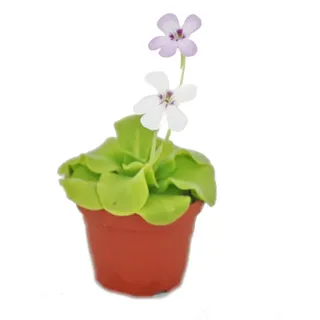 EXOTENHERZ Fettkraut - Pinguicula - Überraschungssorte - 9cm Topf