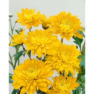 Pflanzen Für Dich Chrysanthemum X Hort.'bienchen' P 0,5