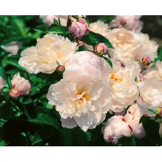 PlantaPro Paeonia lactiflora 'Lady Alexandra Duff' 11x11 cm Topf – Winterhart, Mehrjährig, Pflegeleicht – Pfingstrose – Staude für Beet & Rabatte