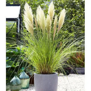 BALDUR Garten 1x Weißes Pampasgras, Pflanze im 9x9 cm-Topf, Cortaderia selloana, Ziergras, winterharte Staude, mehrjährig, pflegeleicht, Wasserbedarf gering, blühend ab 1. Standjahr
