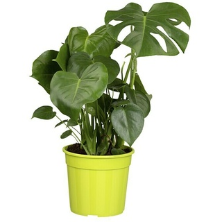 Piardino Fensterblatt  (Monstera deliciosa, Topfgröße: 21 cm)