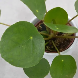 Pilea peperomioides - 6cm