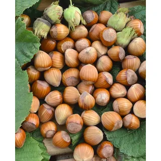 Pflanzen Für Dich Corylus avellana 'Wunder aus Bollweiler', Haselnuss, 60–100 cm