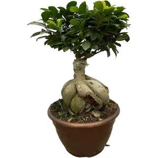 Trendyplants - Ficus Microcarpa Ginseng - Bonsai - Zimmerpflanze - Höhe 40-60 cm - Topfgröße Ø25cm