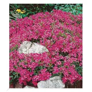 BALDUR Garten Winterharter Bodendecker Roter Teppich-Phlox, 3 Pflanzen Polsterphlox Polster-Flammenblume Polsterstauden Teppichphlox Moosphlox Phlox subulata, trockenresistent, bienenfreundlich