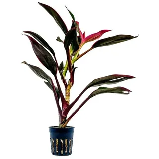 AQUARISTIKWELT24 Terrarium Pflanze Cordyline red edge Topf Nr.402T