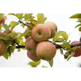 Pflanzen für Dich Gehölze Malus Goldparmäne, 1 St., Goldparmäne, Goldparmänenapfel, Apfelbaum weiß