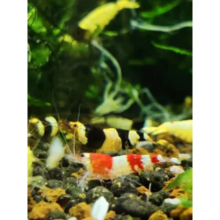 Garnelenglück - Bienengarnelen Mix - Red & Black Bee - Caridina logemanni (30 Bienengarnelen, 30, stück)
