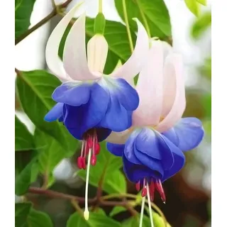 BALDUR Garten 3x Winterharte Fuchsie 'Blue Sarah', Pflanzen im 9x9 cm-Topf, Gartenfuchsien, Freilandfuchsien, Fuchsia, winterharte Staude, mehrjährig, pflegeleicht, für Standort im Schatten geeignet