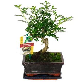 Bonsai Szechuan-Pfeffer Zanthoxylum piperitum ca. 6 Jahre Kugelform