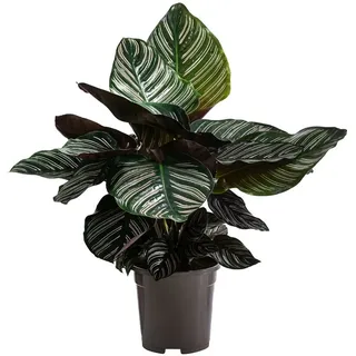 Dehner Korbmarante, Ø Calathea ornata, Bunt, Dunkelgrün, Dunkelrot, Zartrosa