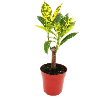 Exotenherz - Mini-Pflanze - Croton - Codiaeum - Wunderstrauch - Ideal für kleine Schalen und Gläser - Baby-Plant im 5,5cm Topf