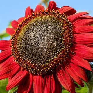 PERZOE 200 Stück rote Sonnenblumenkerne, Helianthus-Blumen-Hausgarten-Bonsai-Pflanzendekoration Rote Sonnenblumenkerne