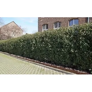 15st. Portugiesischer Kirschlorbeer 100-125cm XXL Super Buschig als kräftige Topfware Kirschlorbeer Prunus lusitanica 'Angustifolia' Lorbeer Gartenhecke Sichtschutz