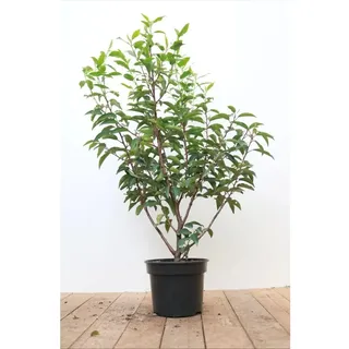 Pflanzen Für Dich Prunus lusitanica 'Angustifolia' 40–60 cm