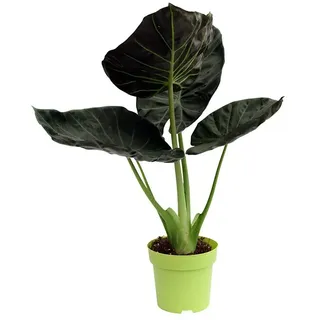 Piardino Elefantenohr 'Regal Shields'  (Alocasia, Topfgröße: 15 cm)