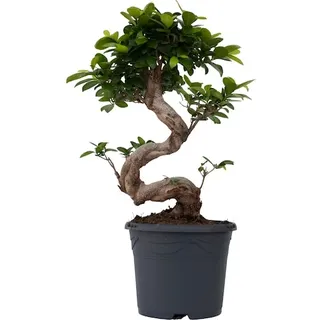 Plant in a Box Bonsaibaum - Ficus microcarpa Ginseng - Höhe 55-65cm - 20cm
