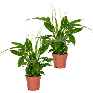 Bloomique - 2er Set - Spathiphyllum Torelli - Friedenslilie - Einblatt Zimmerpflanze - Zimmerpflanzen - Luftreinigend - Höhe 30-40 cm - Topf 12 cm