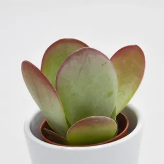 Kalanchoe thyrsiflora - 6cm