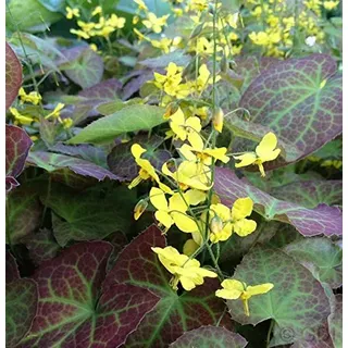 Elfenblume Frohnleiten - Epimedium perralchicum - lebende Gartenpflanze aus den Baumschulen