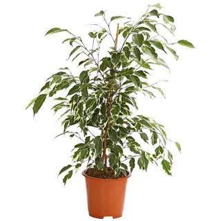 Dehner Birkenfeige Ø Ficus benjamina, Forever, verschiedene Farben
