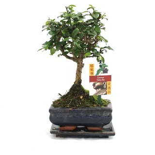 EXOTENHERZ Bonsai Fukientee - Carmona microphylla - ca. 6 Jahre - Kugelform