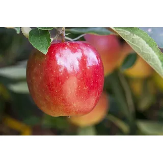 Pflanzen Für Dich Malus Braeburn Cac 7,5l