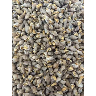 Futterschnecken getrocknet für Kugelfische Krebse Schildkröten Schlangen (250 Gr)