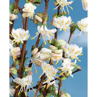 PlantaPro Winter-Heckenkirsche 40-60 cm Topf Lonicera purpusii winterhart immergrün | Wuchshöhe 150-200 cm, weiße Winterblüte Dezember bis März, stark duftend, sonnig bis halbschattig, winterhart bis -15 °C