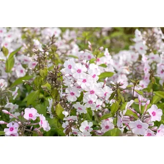Pflanzen für Dich Staude Phlox pan. Europa, 1 St., Hoher Stauden-Phlox, Flammenblume rosa