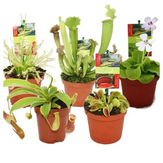 EXOTENHERZ Starter Set Fleischfressende Pflanzen 5 Pflanzen