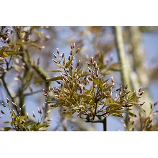 Pflanzen Für Dich Amelanchier Arborea Robin Hill' Felsenbirne Rosa Blüten 80–100 cm