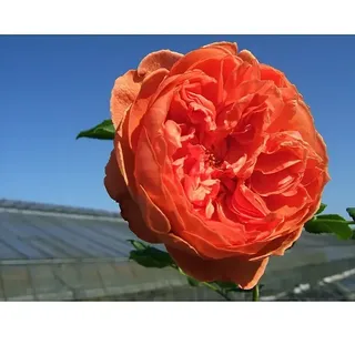 Strauchrose  (Rosa 'Summer Song' -R-, Topfvolumen: 5,5 l, Orangerot)