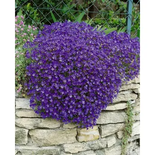 PlantaPro Aubrieta x cultorum 'Cascade Blue' 9x9 cm Topf – Winterhart, Mehrjährig, Pflegeleicht – Blaukissen – Bodendecker für Steingarten & Beetkante