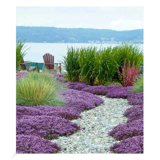 3 x BALDUR Garten Scharlachroter Feld-Thymian,3 Pflanzen 4-5 Pflanzen pro Quadratmeter, Thymus coccineus, bienenfreundlich, winterharte Staude, Bodendecker, trockenresistent, mehrjährig, blühend