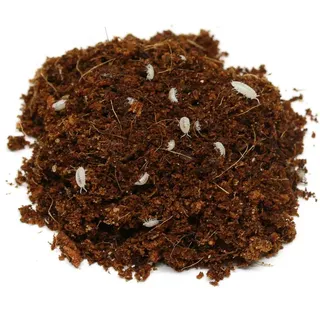 proinsects Weiße Asseln | Futterinsekten | Bodenpolizei im Terrarium