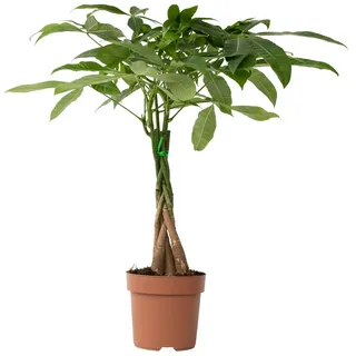 Plant in a Box - Glückskastanie - Pachira aquatica Höhe 60-70cm - Topf 17cm