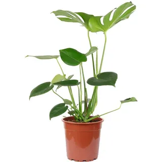 Flowerbox Zimmerpflanze Fensterblatt - Monstera Deliciosa, - Höhe ca. 75 cm, Topf-Ø 19 cm grün