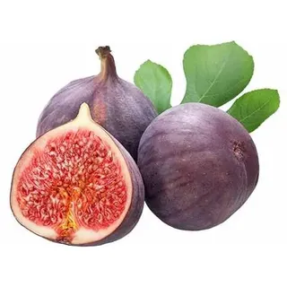 Feige 'Brown Turkey' - Ficus carica, ca. 30 cm - Mittelfrühe Sorte, Winterhart, Selbstfruchtend, Ideal für Garten & Balkon