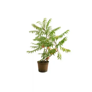 Pflanzen Für Dich Rhus Typhina Dissecta Essigbaum Filigran 60–80 cm