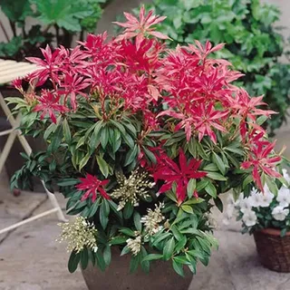 GardenersDream Pieris 'Forest Flame' - Immergrüner Blühender Strauch - Winterharte Kübelpflanzen für Sauren Boden - Gartenpflanze Pflegeleicht mit Leuchtendem Austrieb